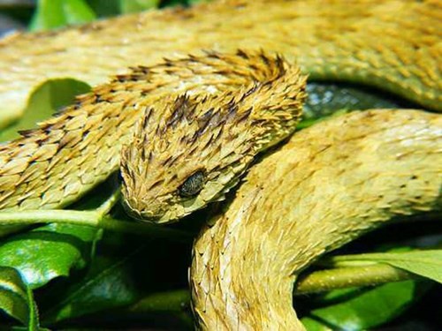 Những loài rắn đã độc lại xấu nhất hành tinh Rắn vảy gai