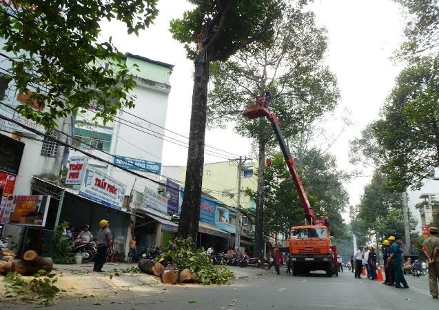 TPHCM: Gãy nhánh cổ thụ, hai người bị thương Hiện trường nhánh cây bị gãy làm hai người bị thương. Ảnh: Đông Sơn