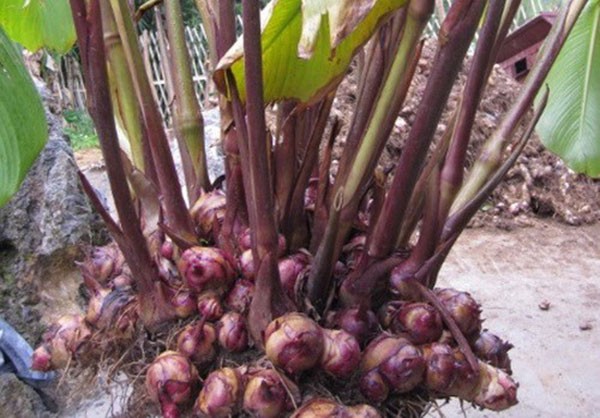 Dong riềng đỏ - 'Thần dược' cho người mắc bệnh mạch vành Dong riềng đỏ - 'Thần dược' cho người mắc bệnh mạch vành