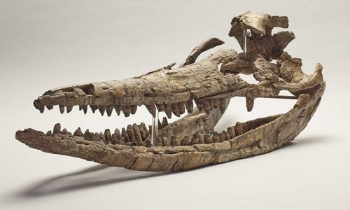 Hóa thạch 'rồng biển' thống trị đại dương kỷ Jura Hộp sọ của hóa thạch ichthyosaur. Ảnh: Đại học Manchester.