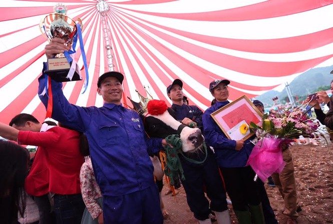 Ông chủ “Hoa hậu” nặng 740kg ẵm hàng chục triệu tiền thưởng “Hoa hậu bò sữa năm, thuộc về ông Nguyễn Quốc Bảo ở đơn vị 19/5, thị trấn Nông trường Mộc Châu