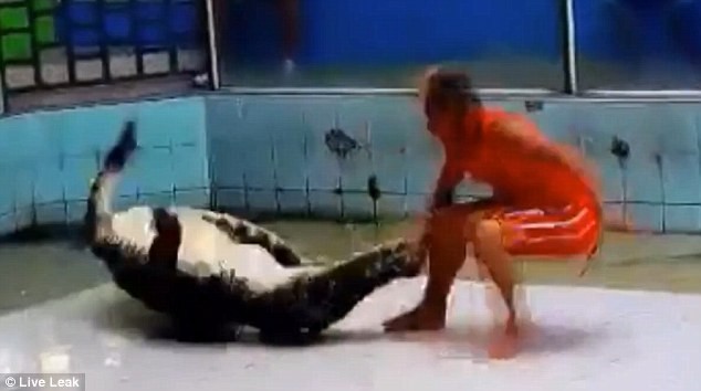 Kinh hãi giây phút cá sấu ngoạm tay quật ngã huấn luyện viên Cá sấu ngậm chặt tay và cố làm hại vị huấn luyện viên.