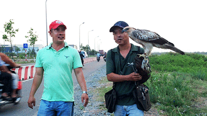 Săn... đại bàng ở Sài Gòn Con đại bàng khoảng 2 tuổi trong một buổi huấn luyện săn mồi.