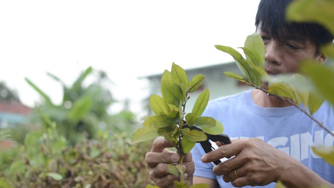 Thị trường cây cảnh Tết: Bắc rộn ràng, Nam điêu đứng - ảnh 1