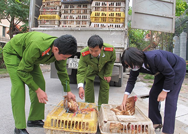 Nguy cơ cúm A/H7N9 tràn vào Việt Nam: Căng mình chống gà 'bẩn - ảnh 1