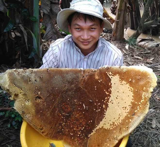 Chua chát nghề săn mật ong - ảnh 1