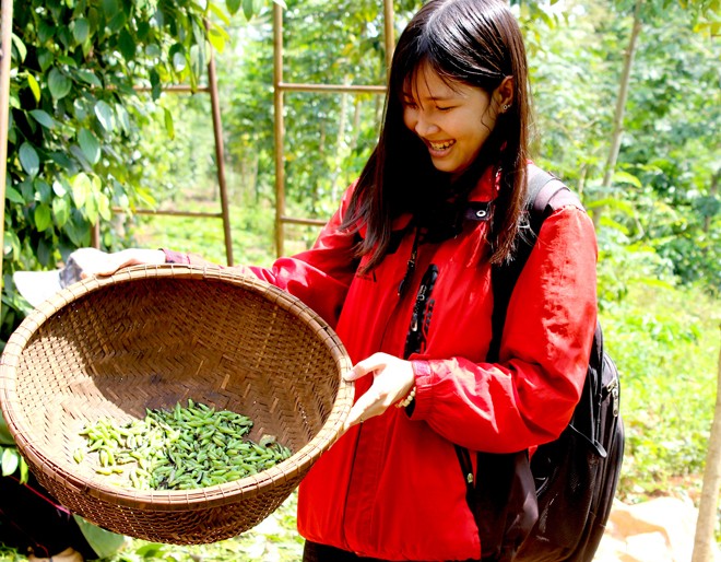 Săn sâu muồng trên Tây Nguyên - ảnh 1