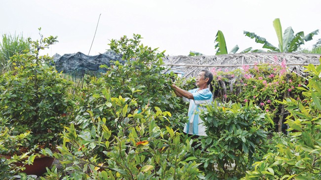 Ăn ngủ 'cùng mai Tết' - ảnh 1