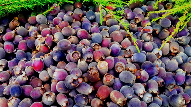 Gặp “kỳ nữ” sim Măng Đen - ảnh 2