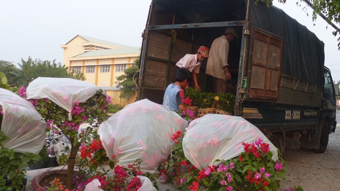 Làng hoa miền Tây 'rộn ràng vào Tết' - ảnh 2