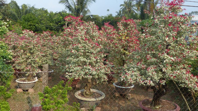 Làng hoa miền Tây 'rộn ràng vào Tết' - ảnh 1
