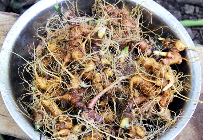 9.000 tỷ đồng và giấc mơ sâm Việt - ảnh 3