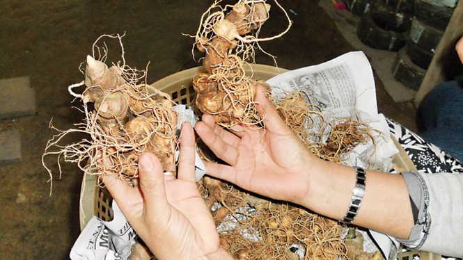 9.000 tỷ đồng và giấc mơ sâm Việt - ảnh 2