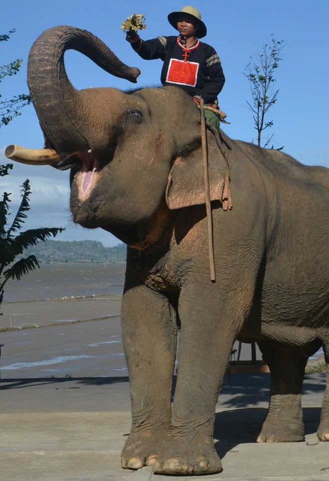 Thế là nàng đã mang thai! - ảnh 1