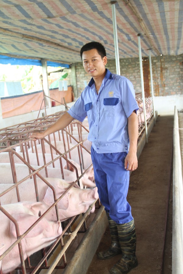 Tốt nghiệp đại học về nuôi lợn! - ảnh 1