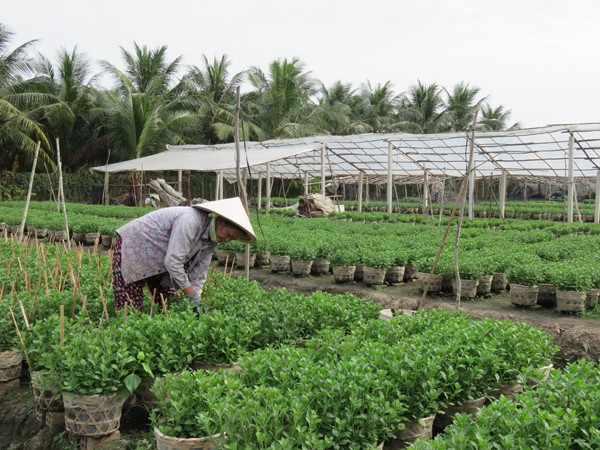 Làng hoa Mỹ Tho tất bật vào mùa hoa Tết - ảnh 1