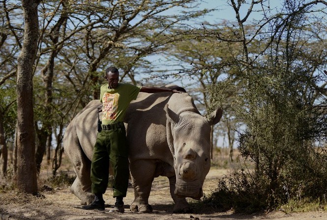 Cận cảnh những chú tê giác trắng hiếm hoi ở Kenya - ảnh 6