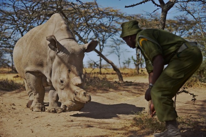 Cận cảnh những chú tê giác trắng hiếm hoi ở Kenya - ảnh 7