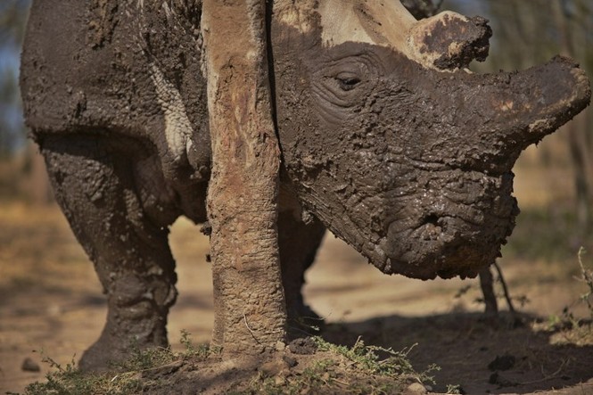 Cận cảnh những chú tê giác trắng hiếm hoi ở Kenya - ảnh 3