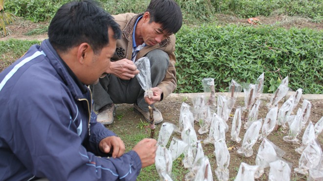 Người dân Vân Tảo tất bật chuẩn bị đào, quất Tết - ảnh 8