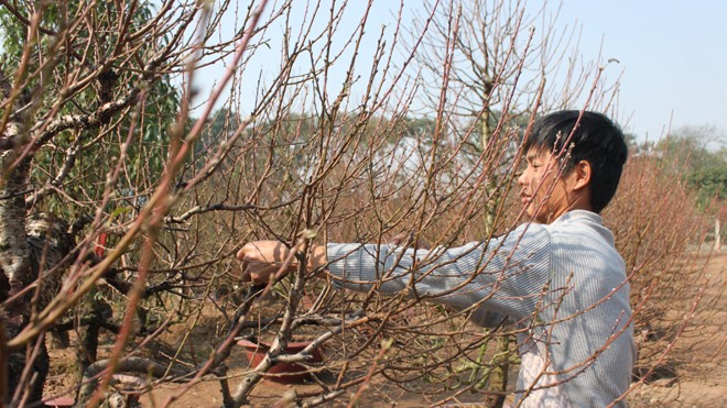Người dân Vân Tảo tất bật chuẩn bị đào, quất Tết - ảnh 2