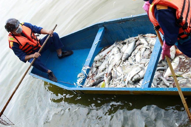 Cá chép 5-6 kg chết nổi trắng hồ Tây - ảnh 4