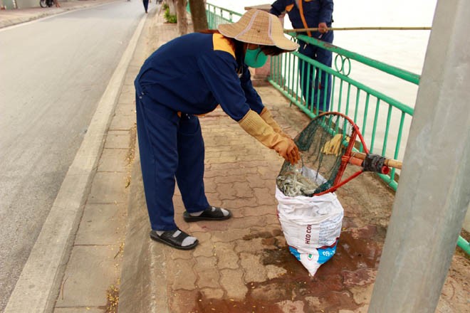 Cá chép 5-6 kg chết nổi trắng hồ Tây - ảnh 5
