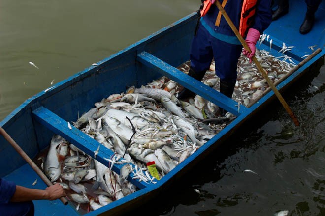 Cá chép 5-6 kg chết nổi trắng hồ Tây - ảnh 7