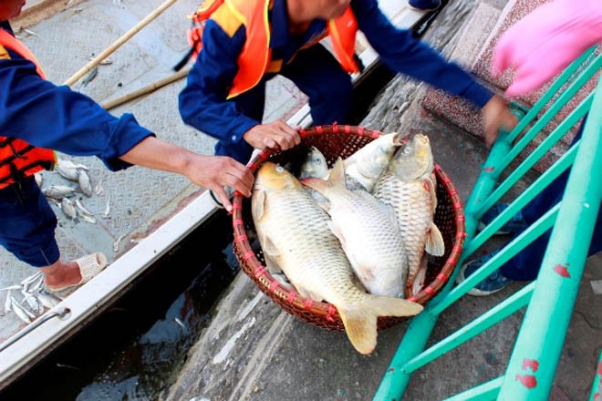 Cá chép 5-6 kg chết nổi trắng hồ Tây - ảnh 10