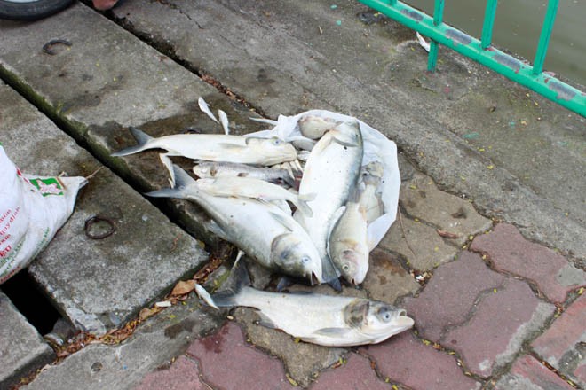 Cá chép 5-6 kg chết nổi trắng hồ Tây - ảnh 8