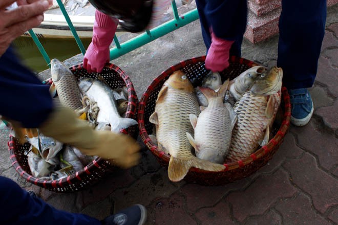 Cá chép 5-6 kg chết nổi trắng hồ Tây - ảnh 9