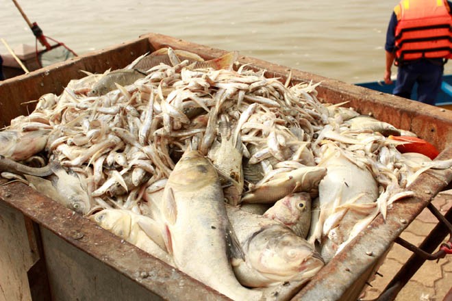 Cá chép 5-6 kg chết nổi trắng hồ Tây - ảnh 13