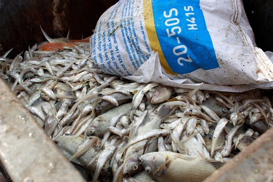Cá chép 5-6 kg chết nổi trắng hồ Tây - ảnh 14