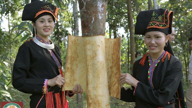 Mãn nhãn ngắm thiếu nữ Dao trong rừng quế - ảnh 1
