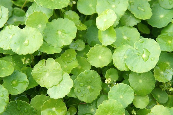 8 siêu thực phẩm detox gan hiệu quả - ảnh 2