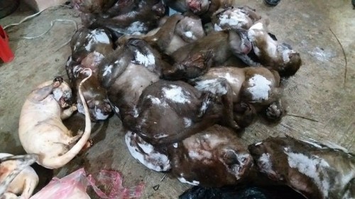 Động vật hoang dã 'đông lạnh' trong nhà dân - ảnh 1