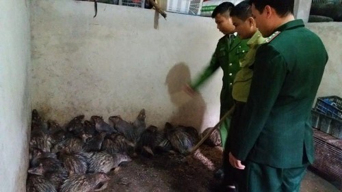 Động vật hoang dã 'đông lạnh' trong nhà dân - ảnh 2