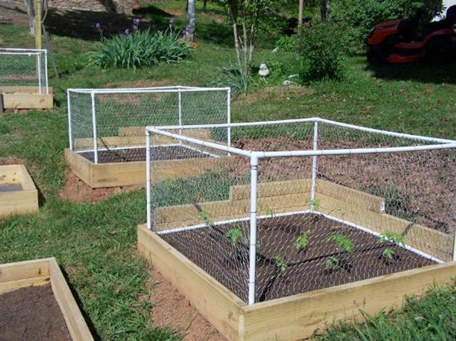 Trồng rau sạch tại nhà trong hộp gỗ - ảnh 6