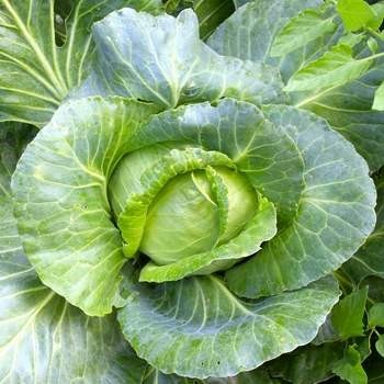Tác dụng chữa bệnh tuyệt vời của bắp cải - ảnh 1