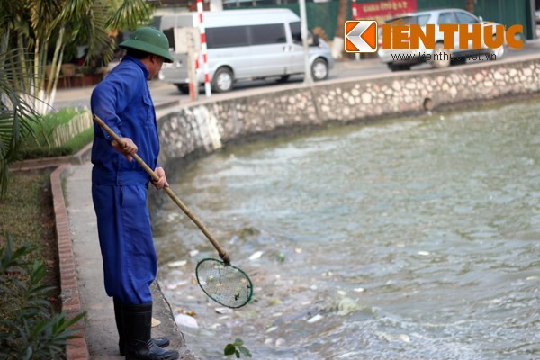 Cá chết hàng loạt, chất đống ở hồ Tây - ảnh 3
