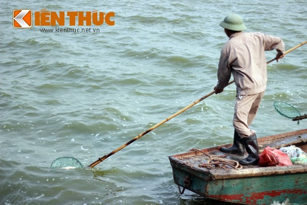 Cá chết hàng loạt, chất đống ở hồ Tây - ảnh 4