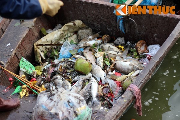 Cá chết hàng loạt, chất đống ở hồ Tây - ảnh 5