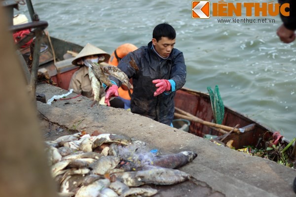 Cá chết hàng loạt, chất đống ở hồ Tây - ảnh 6