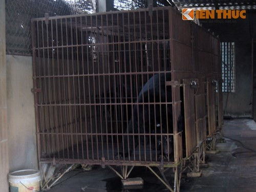 Xâm nhập lãnh địa nuôi gấu lấy mật giữa Hà Nội - ảnh 3