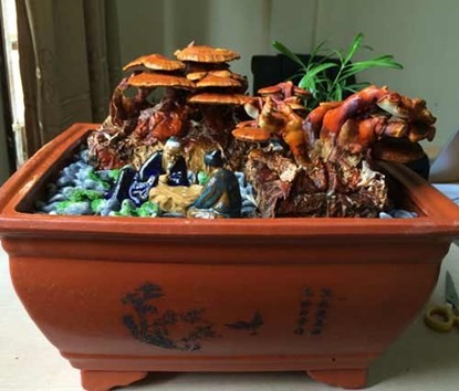 Nấm linh chi bonsai, thú chơi bạc triệu dịp tết - ảnh 1