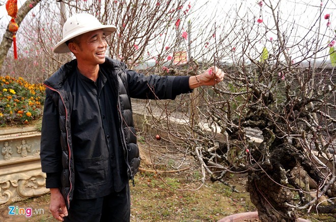 Vườn đào gốc cổ rót tiền tỷ, thu bạc cắc của lão nông Hà Nội - ảnh 2