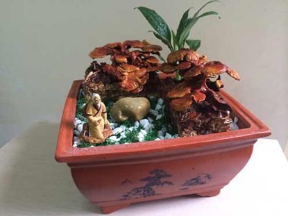 Nấm linh chi bonsai, thú chơi bạc triệu dịp tết - ảnh 2