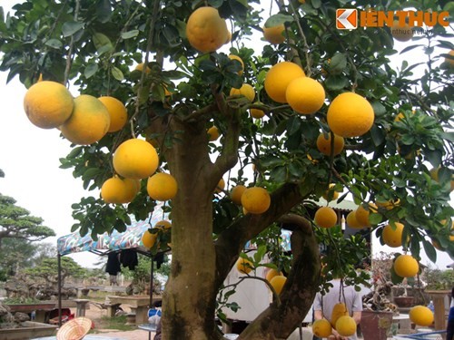 Vẻ đẹp hiếm có của bưởi cảnh trăm triệu ở Hà Nội - ảnh 1