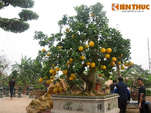 Vẻ đẹp hiếm có của bưởi cảnh trăm triệu ở Hà Nội - ảnh 2
