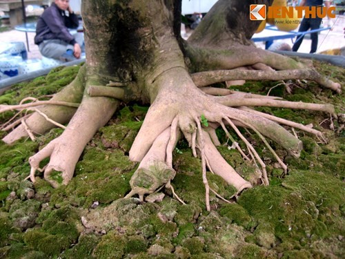 Vẻ đẹp hiếm có của bưởi cảnh trăm triệu ở Hà Nội - ảnh 3